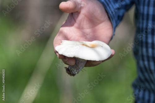 mushroom in hand on nature