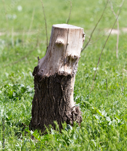 the stump of a tree in nature