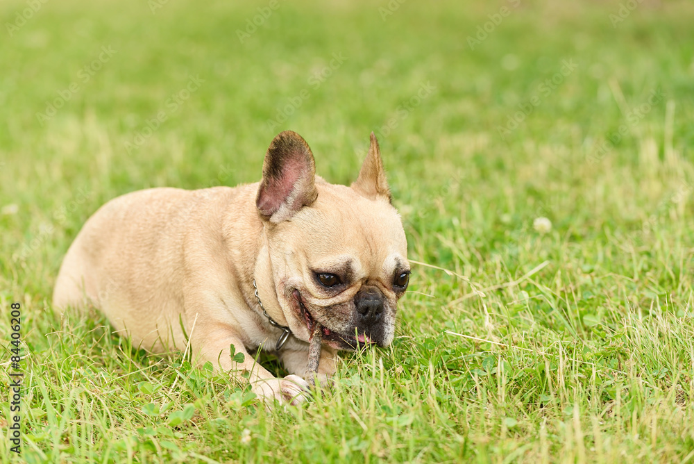 Closeup photo of a happy french bulldog