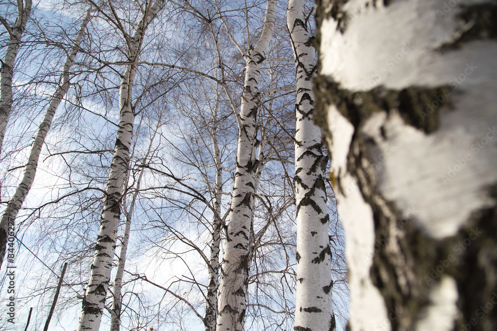 birch trunk in nature