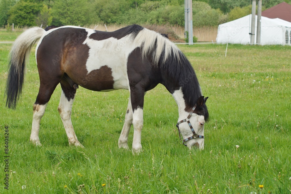 Horse on a farm in a spring meadow