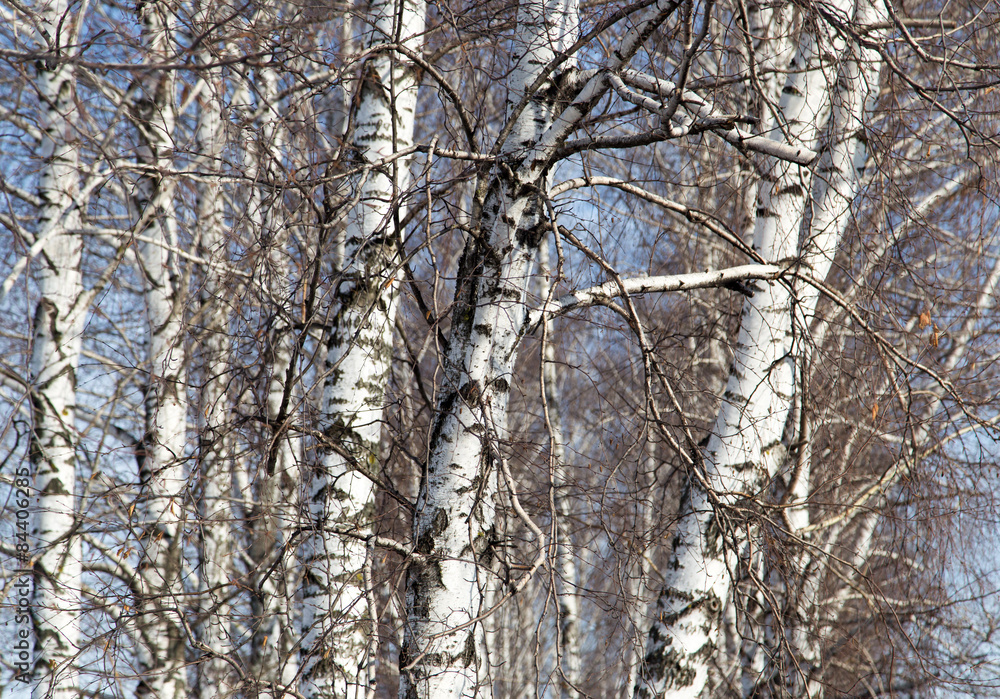 Fototapeta premium birch trunk in nature
