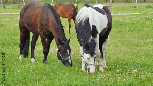 Horses on a farm in a spring meadow