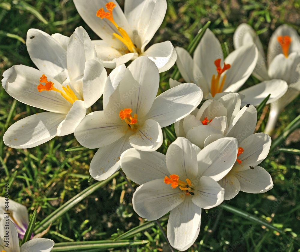 Obraz premium Weiße Krokusblüten