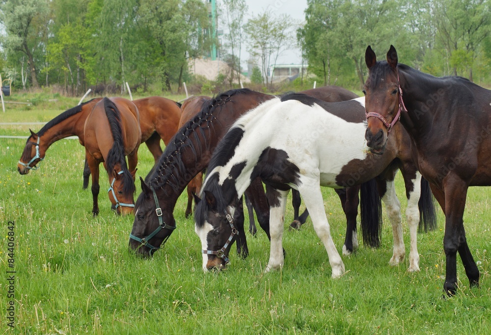 Fototapeta premium Horses on a farm in a spring meadow