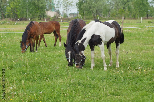Horses on a farm in a spring meadow