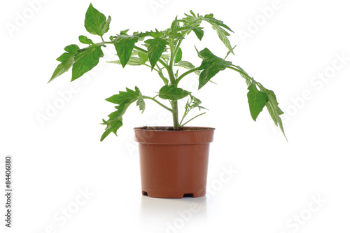 Tomato Seedling Potted Plant