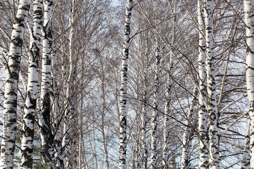 Fototapeta birch trunk in nature