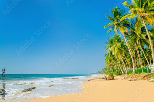 Exotic sandy beach with high palm trees