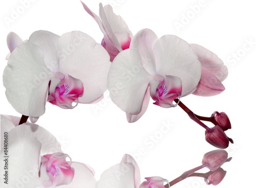 Fototapeta Naklejka Na Ścianę i Meble -  Pink orchid