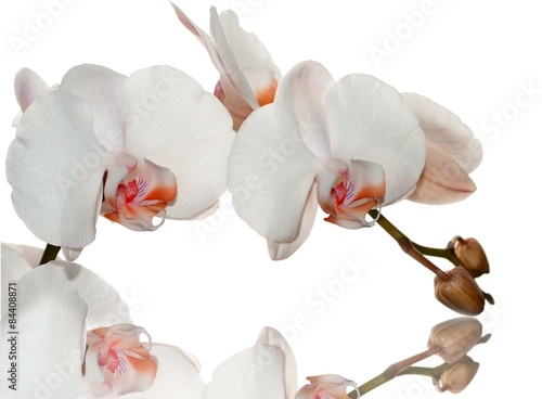 Fototapeta Naklejka Na Ścianę i Meble -  Orange orchid