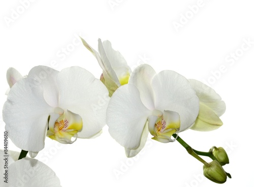 Fototapeta Naklejka Na Ścianę i Meble -  Beautiful white Orchid isolated on white background