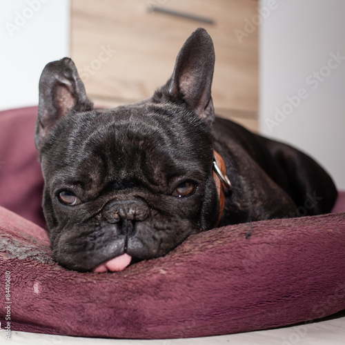 tired french bulldog © Csák István