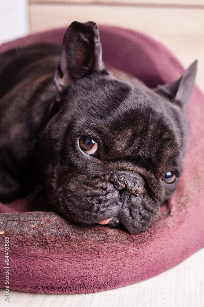 tired french bulldog