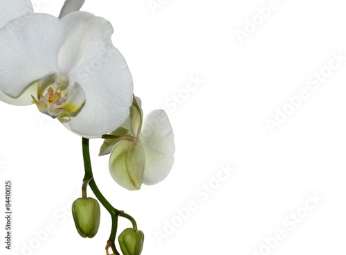 Beautiful white Orchid isolated on white background © stellar