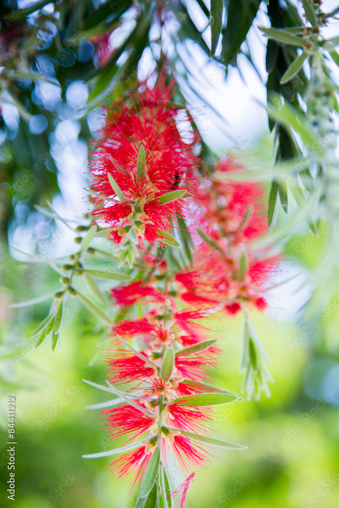 Red flower Red flower