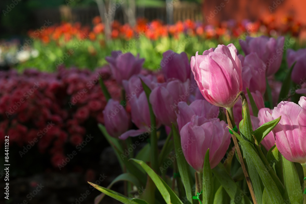 pink tulips flower blooming in garden