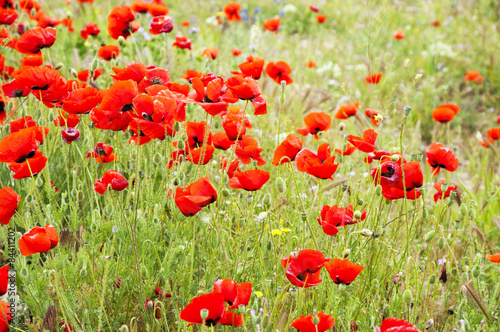 red poppies in green grass