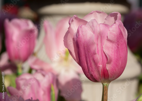 Fototapeta Naklejka Na Ścianę i Meble -  pink tulips flower blooming in garden
