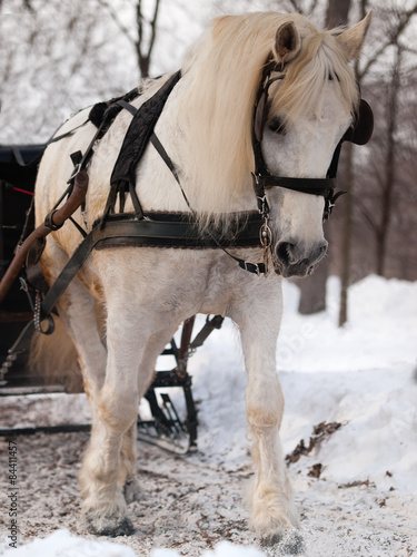 White horse pulling sleigh photo