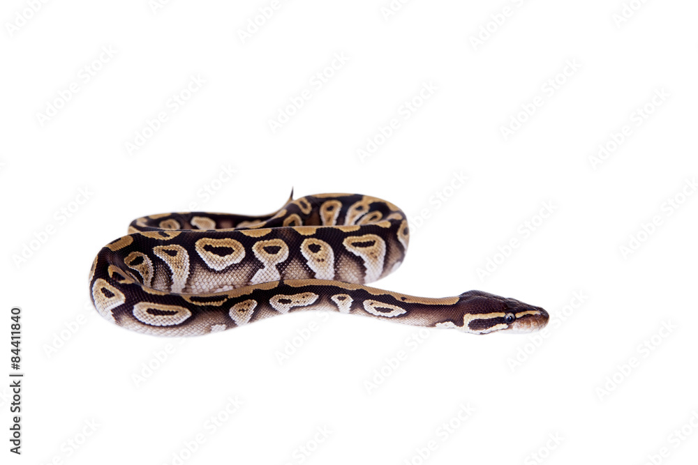 Royal Python, or Ball Python on white Royal Python, or Ball Python on white