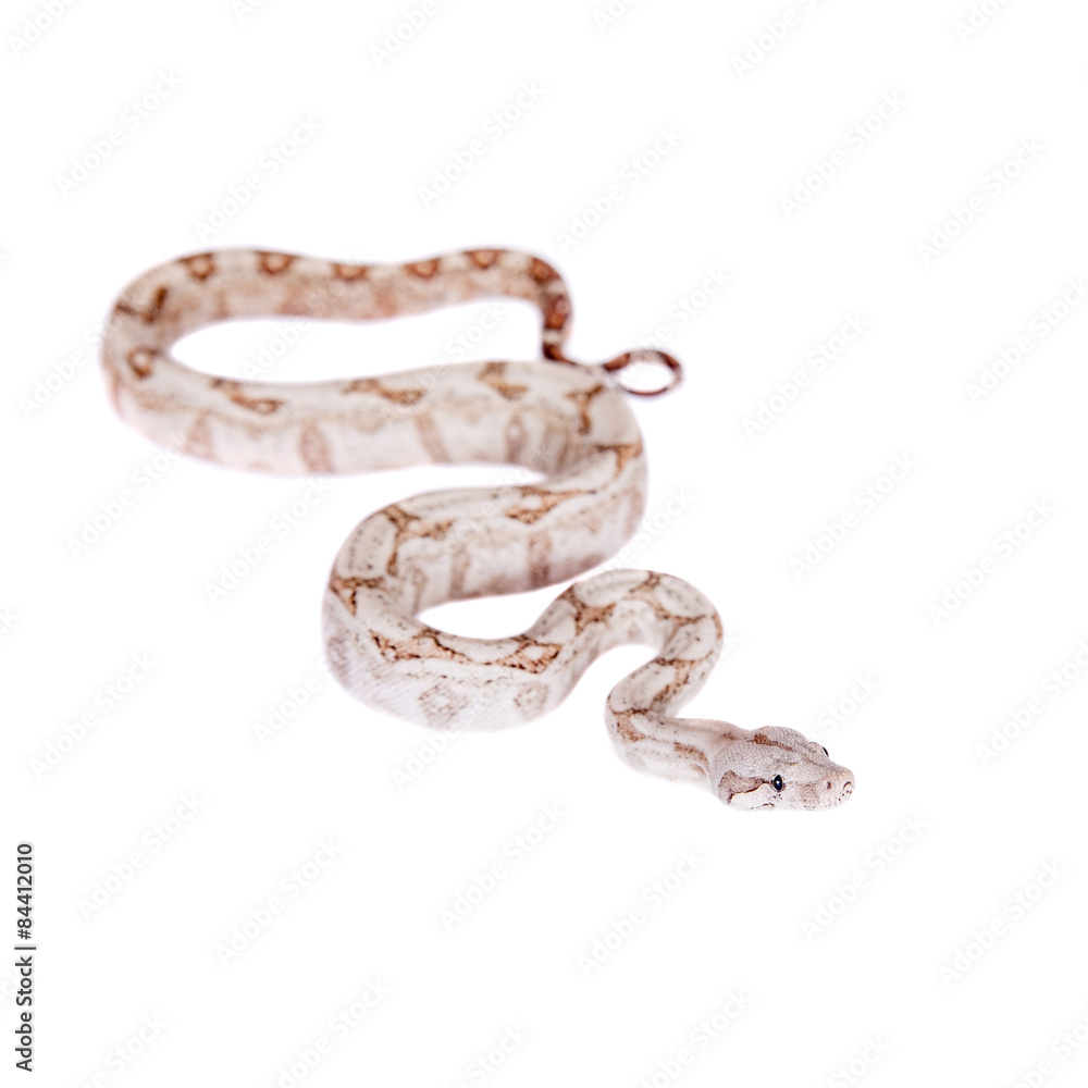 Obraz premium The common boa on white background