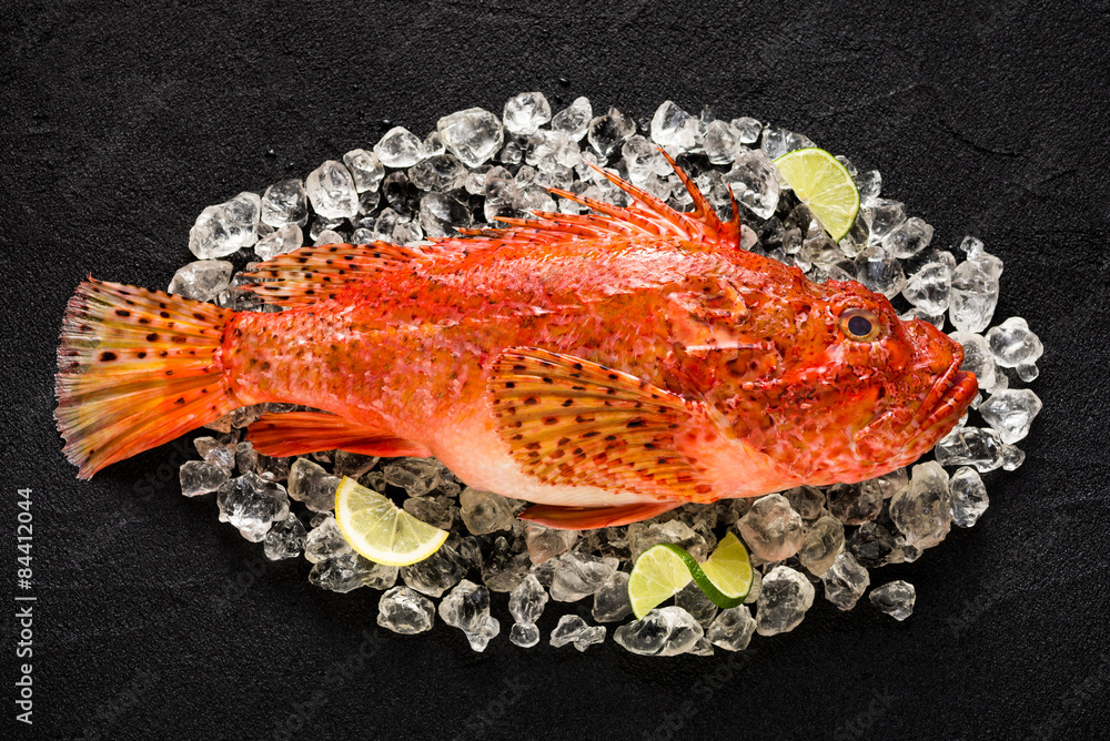 Fresh scorpion fish on ice on a black stone table top view