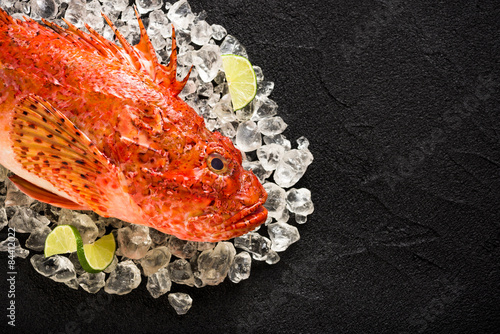 Fresh scorpion fish on ice on a black stone table top view