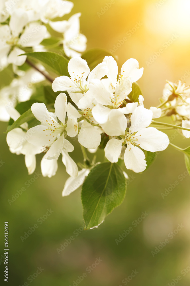 blossoming apple tree branch selective focus soft blur toned photo spring flower blossoming apple tree branch selective focus soft blur toned photo spring flower