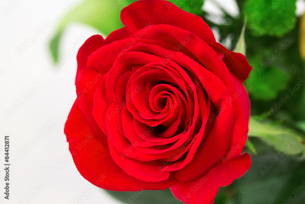 rose flower on a white background soft selective focus rose flower on a white background soft selective focus