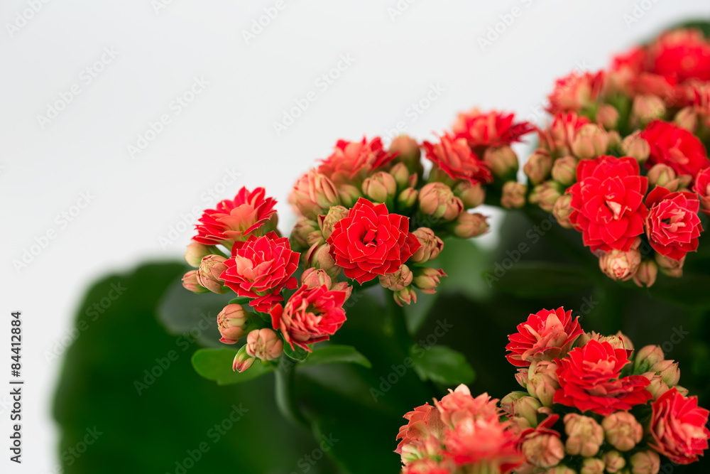 Kalanchoe flowers background gift card retro old selective soft focus Kalanchoe flowers background gift card retro old selective soft focus