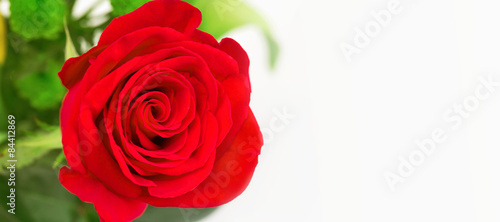 rose flower on a white background soft selective focus