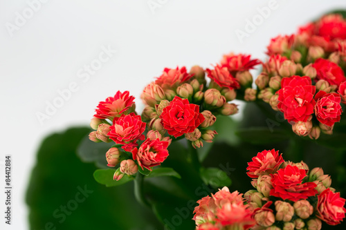 Fototapeta Naklejka Na Ścianę i Meble -  Kalanchoe flowers  background gift card retro old selective soft focus