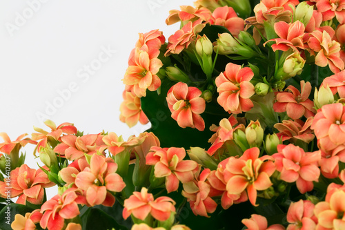 Fototapeta Naklejka Na Ścianę i Meble -  Kalanchoe flowers  background gift card retro old selective soft focus