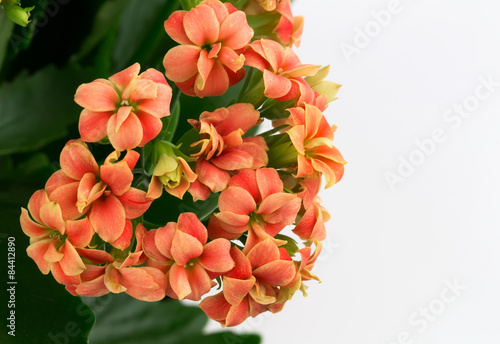 Fototapeta Naklejka Na Ścianę i Meble -  Kalanchoe flowers  background gift card retro old selective soft focus