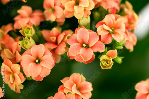 Fototapeta Naklejka Na Ścianę i Meble -  Kalanchoe flowers  background gift card retro old selective soft focus