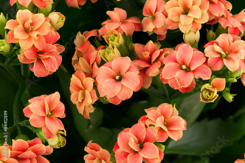 Kalanchoe flowers  background gift card retro old selective soft focus
