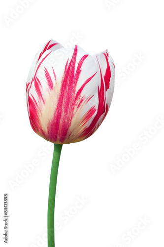 Fototapeta Naklejka Na Ścianę i Meble -  Dual colored red-white tulip on a white background