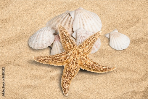 Shell, Starfish, Summer.
