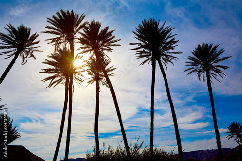 Almeria in Cabo palm trees in Rodalquilar Spain