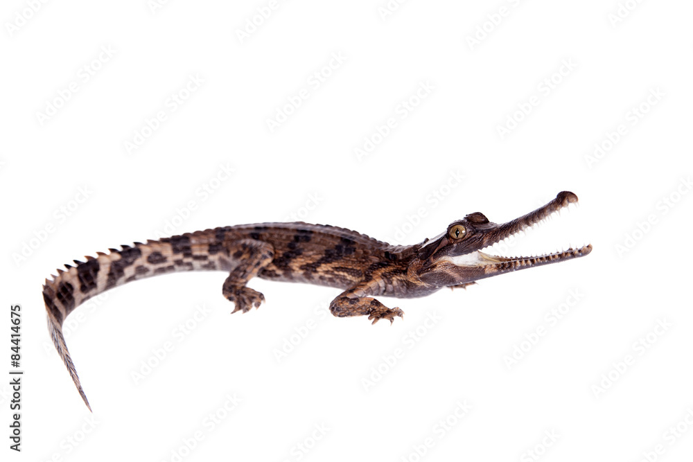 Naklejka premium The false gharial , Tomistoma schlegelii, on white