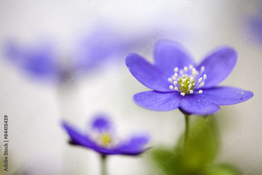 Hepatica Nobilis Hepatica Nobilis