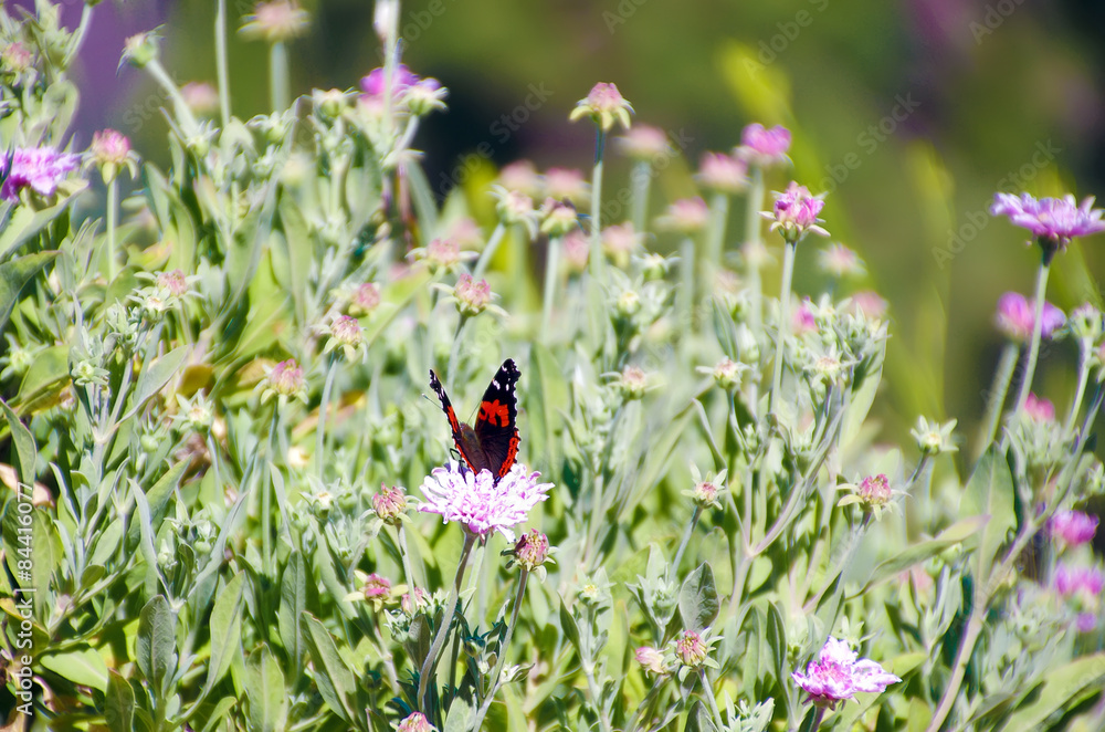 Fototapeta premium butterfly among field of little flowers