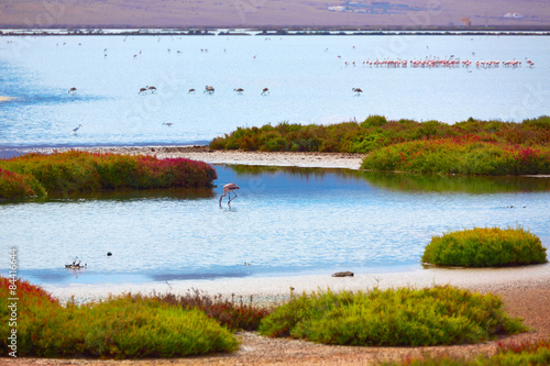 Las Salinas Cabo de Gata Almeria flamingos Spain