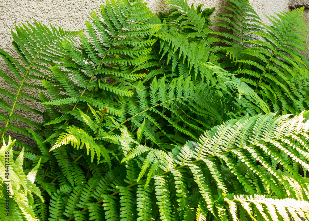 Fern leaves Fern leaves