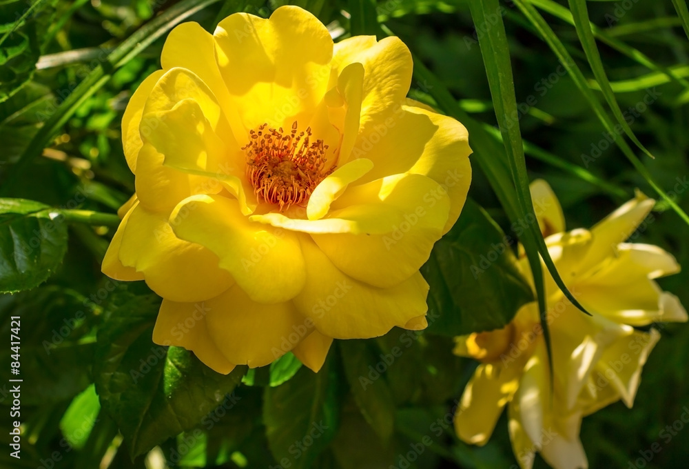 Yellow rose Yellow rose