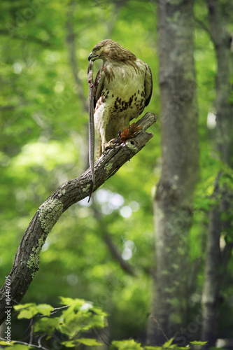 Red tail hawk with garter snake in a tree, Connecticut.