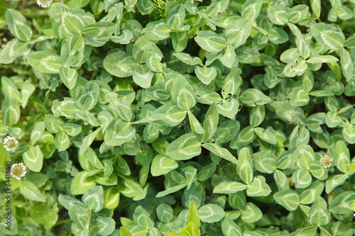 Wallpaper Mural クローバー Torontodigital.ca