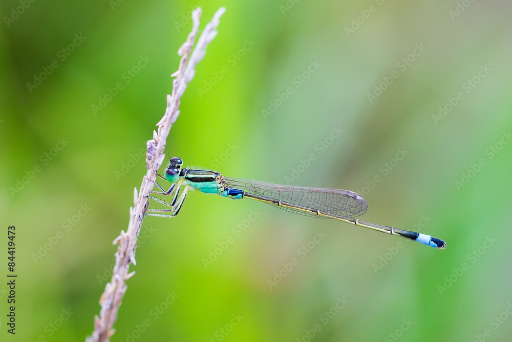 Portrait of damselfly - Blue Sprite Portrait of damselfly - Blue Sprite