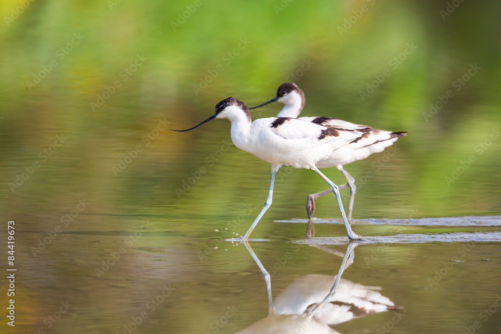 Fototapeta premium Pied Avocet walking in water